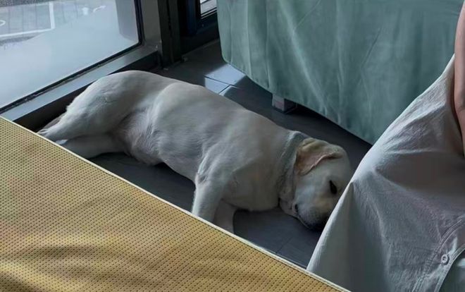犬打犬爬完泰山后狗狗体检健康希望它能尽早回到身边pg电子“带导盲犬夜爬泰山”当事人再发声：否认虐(图6)