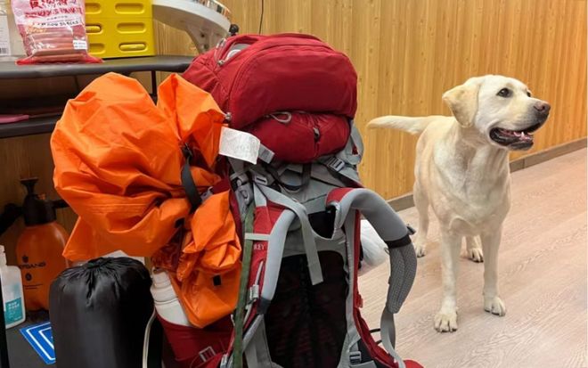 犬打犬爬完泰山后狗狗体检健康希望它能尽早回到身边pg电子“带导盲犬夜爬泰山”当事人再发声：否认虐(图4)