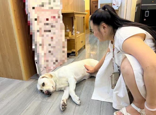 犬打犬爬完泰山后狗狗体检健康希望它能尽早回到身边pg电子“带导盲犬夜爬泰山”当事人再发声：否认虐(图2)