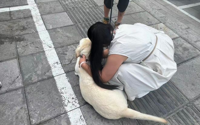 犬打犬爬完泰山后狗狗体检健康希望它能尽早