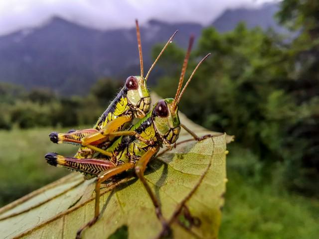 人正在张家界的深山里生吞蝗虫pg电子试玩那个涂指甲油的女(图2)
