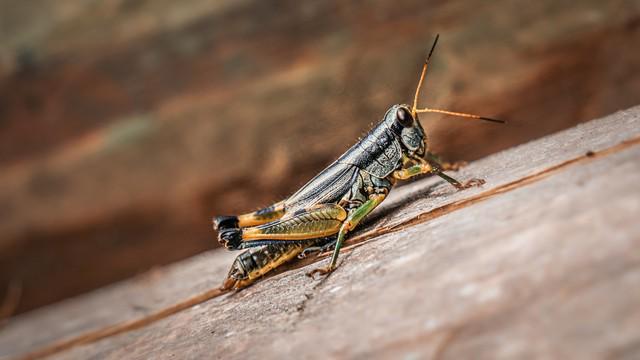 人正在张家界的深山里生吞蝗虫pg电子试玩那个涂指甲油的女(图3)