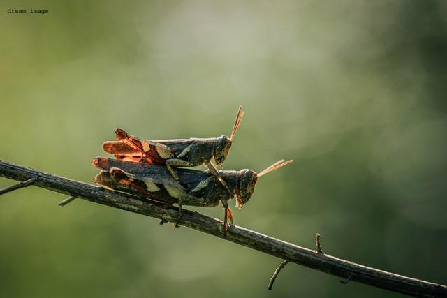 人正在张家界的深山里生吞蝗虫pg电子试玩那个涂指甲油的女(图4)